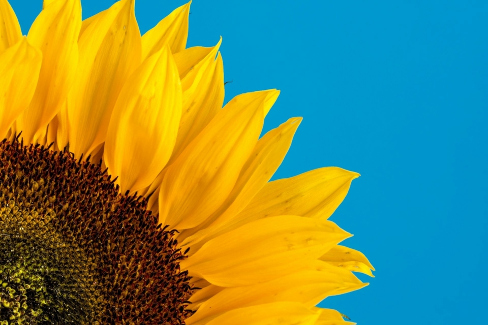 faerbiladen-sommer-offen.jpg